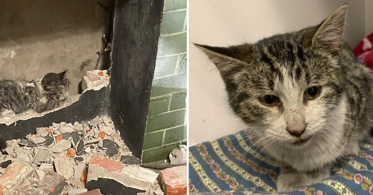 Les Pompiers Sauvent Un Chat Pris Au Piege Dans Une Cheminee Pendant Pres De 36 Heures Les Pompiers Sauvent Un Chat Pris Au Piege Dans Une Cheminee Pendant Pres De 36 Heures