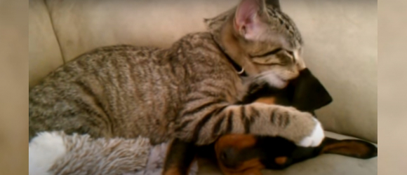 Illustration : "Ému par l'état du chien de la famille après une visite chez le vétérinaire, ce chat s'emploie à le réconforter pour lui faire oublier la maladie (Vidéo)"