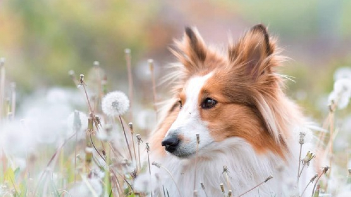 Illustration : "18 chiens interpellés par la beauté naturelle de notre planète qui profitent de chaque promenade pour en apprendre plus sur les plantes "