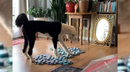 Illustration : Suite à la performance d'un chien qui "parle" des scientifiques tentent de découvrir le niveau de développement du cerveau des chiens