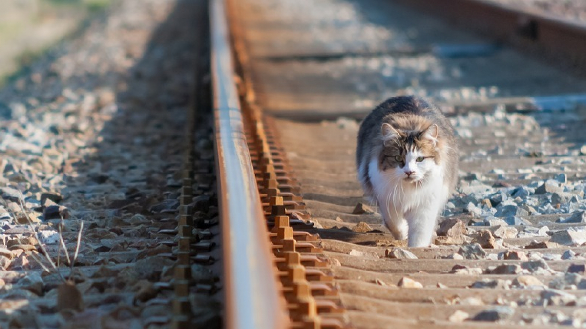 Illustration : "Depuis 3 ans, cet agent de maintenance du métro New Yorkais sauve les chats errants qui risquent leur vie dans les passages souterrains"