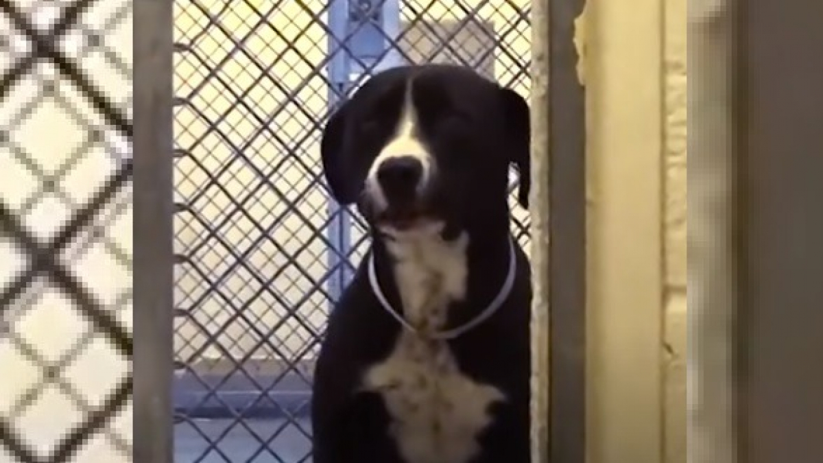 Illustration : "L'adorable réaction d'un chien quand il apprend qu'il vient d'être sauvé d'un refuge pratiquant l'euthanasie (Vidéo)"