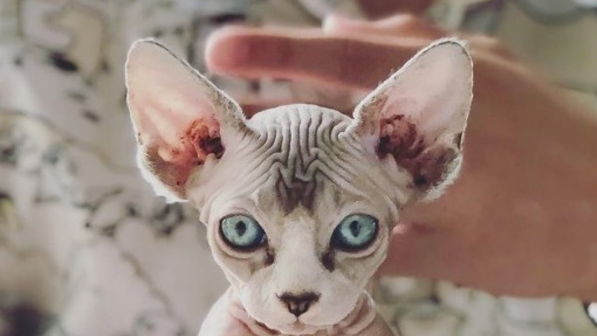 Illustration : "20 chats sphynx uniques en leur genre qui changeront à tout jamais votre vision sur eux !"