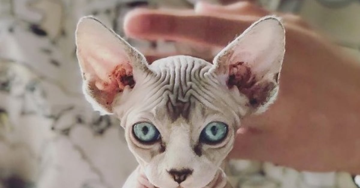 Chats Sphynx Uniques En Leur Genre Qui Changeront A Tout Jamais Votre Vision Sur Eux Chats Sphynx Uniques En Leur Genre Qui Changeront A Tout Jamais Votre Vision Sur Eux