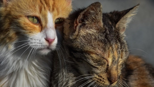 Illustration : "La SPA dépose une plainte pour tenter de sauver une quarantaine de chats à peine nourris et livrés à eux-mêmes"