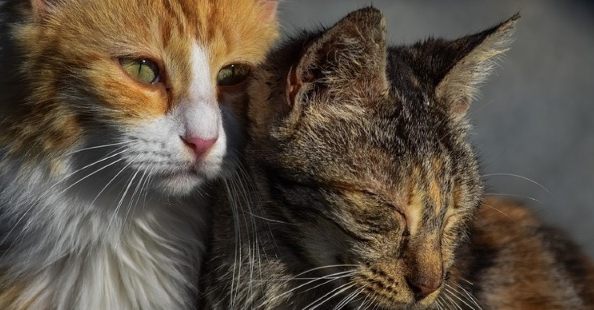 La Spa Depose Une Plainte Pour Tenter De Sauver Une Quarantaine De Chats A Peine Nourris Et Livres A Eux Memes