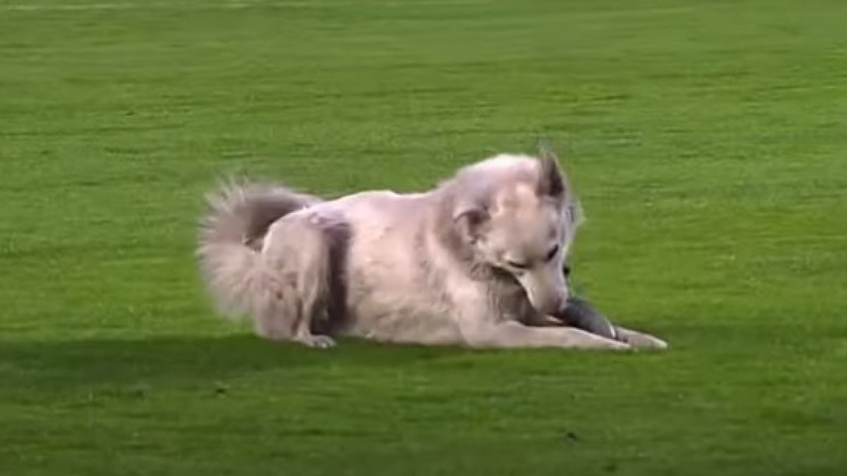 Illustration : "Un chien errant interrompt un match de foot professionnel et parvient à se faire adopter après avoir volé la chaussure d'un joueur"