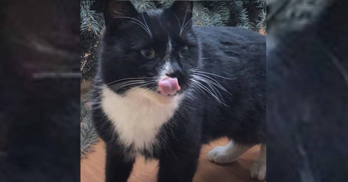 Le Chat Enferme Dans Un Sac Sauve Par Un Agent De Tri Devient Un Symbole Et Se Fait Elire Ministre De L Environnement Le Chat Enferme Dans Un Sac Sauve Par Un Agent De Tri Devient Un Symbole Et Se Fait Elire Ministre De L Environnement