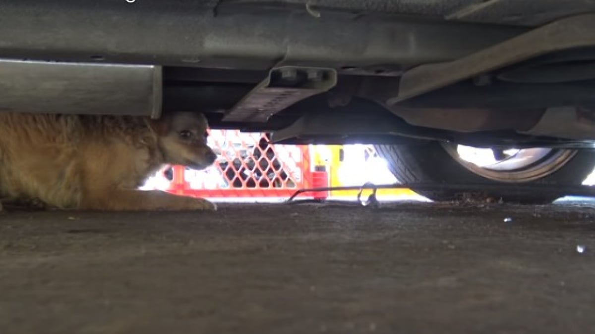 Illustration : "Un chien errant, caché sous une voiture et agressif, découvre l'amour d'une famille après son sauvetage"