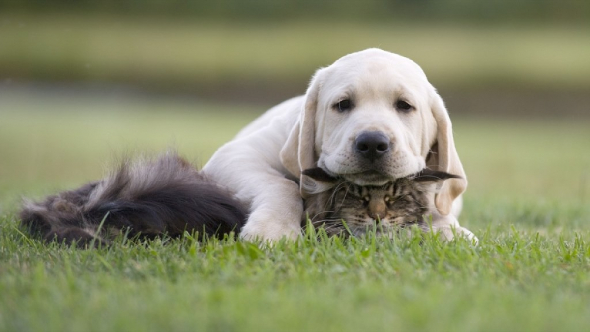 Illustration : "20 photos contre-nature de chiens et chats enlacés qui ne respectent pas les codes établis "