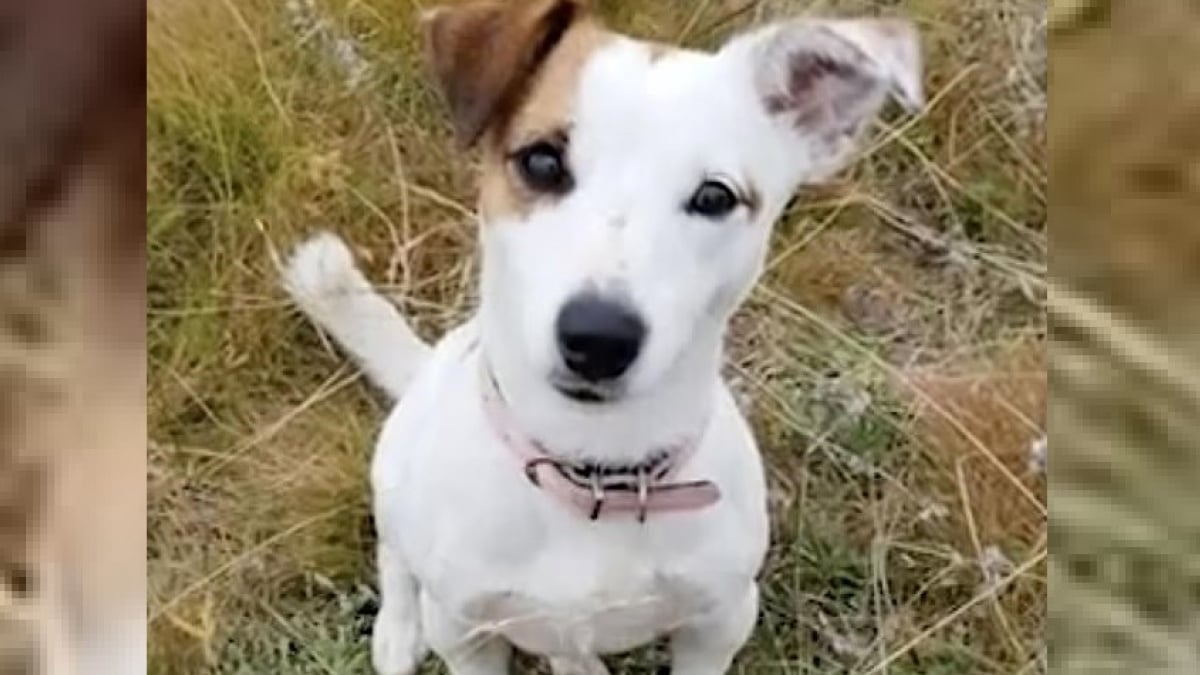 Illustration : "Un Jack Russell met sa vie en jeu pour sauver son propriétaire de 10 ans face à un loup sur le point d'attaquer"