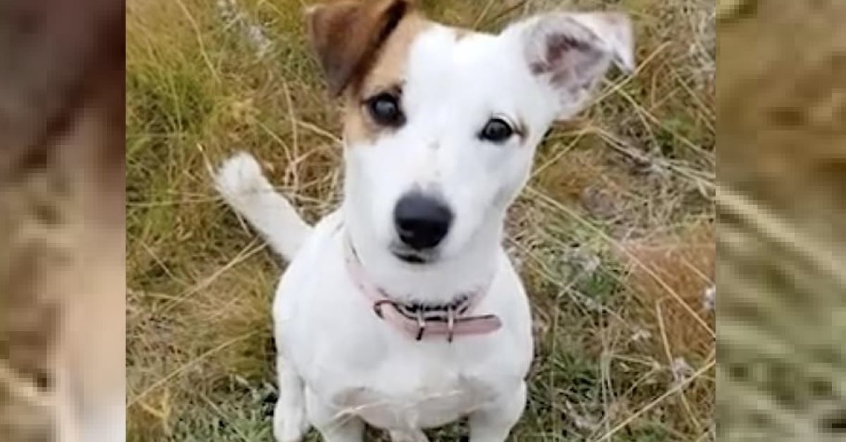 Un Jack Russell Met Sa Vie En Jeu Pour Sauver Son Proprietaire De 10 Ans Face A Un Loup Sur Le Point D Attaquer