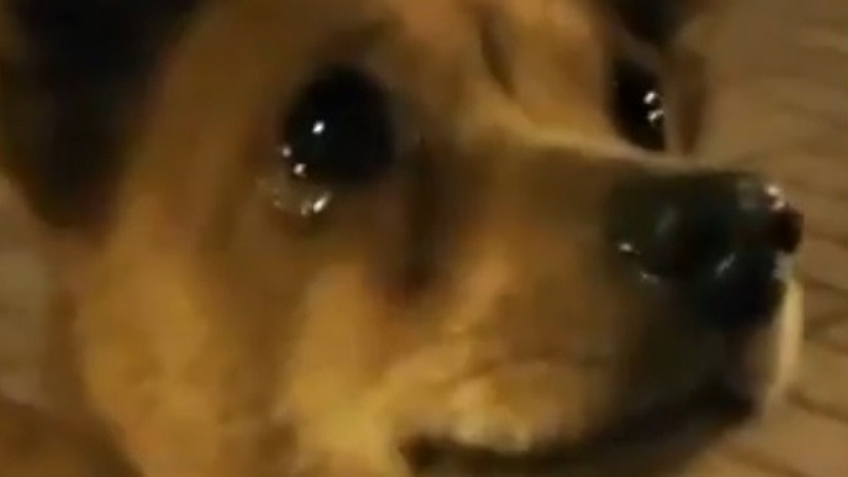 Illustration : "L'émouvante réaction de ce chien qui fond en larmes face à la bienveillance d'une passante qui lui offre à manger (Vidéo)"