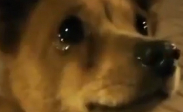 Illustration : "L'émouvante réaction de ce chien qui fond en larmes face à la bienveillance d'une passante qui lui offre à manger (Vidéo)"