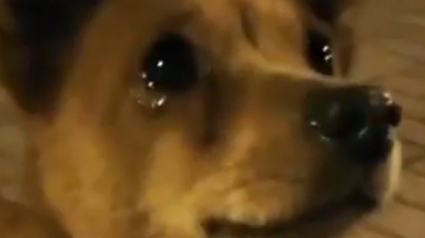 Illustration : L'émouvante réaction de ce chien qui fond en larmes face à la bienveillance d'une passante qui lui offre à manger (Vidéo)