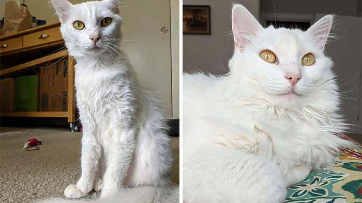 Illustration : "20 chats avant et après leur adoption qui prouvent que l'amour est le meilleur des remèdes"