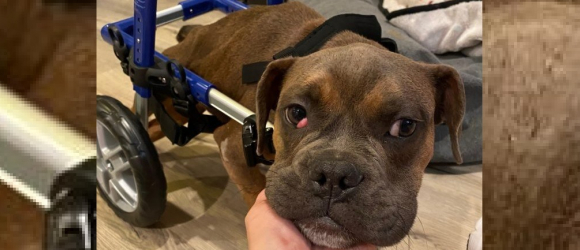Illustration : "Une association offre une deuxième chance à ce chien paralysé en lui permettant de se déplacer à nouveau "