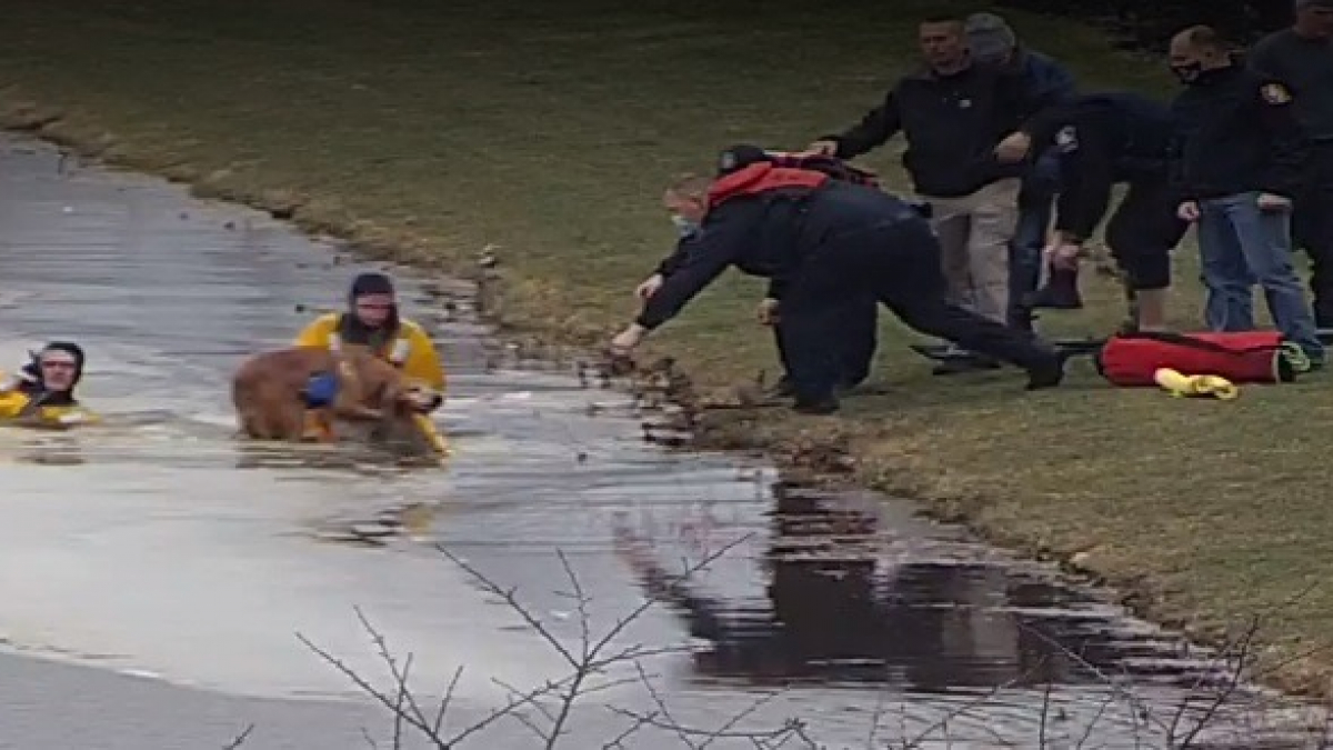 Illustration : "Une caméra de quartier filme le sauvetage héroïque d'un chien pris au piège dans les eaux glacées d'un lac"