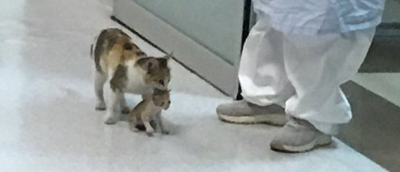 Illustration : "Inquiete pour l'un des chatons de sa portée, cette chatte errante se rend dans un hôpital pour demander l'aide des médecins"