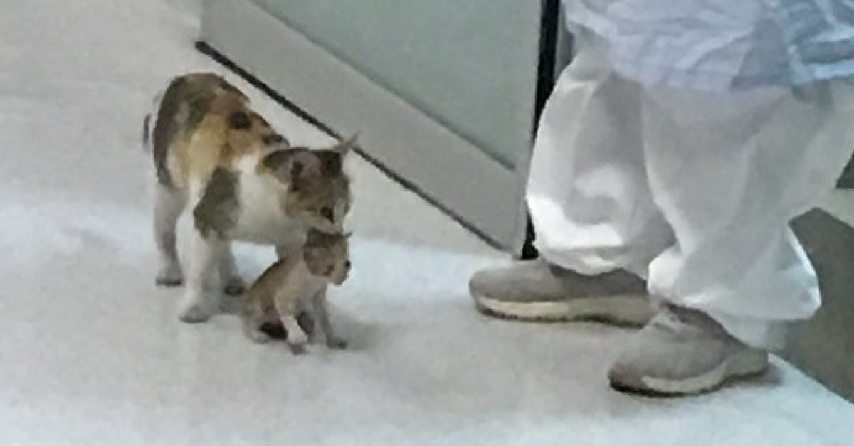 Inquiete Pour L Un Des Chatons De Sa Portee Cette Chatte Errante Se Rend Dans Un Hopital Pour Demander L Aide Des Medecins Inquiete Pour L Un Des Chatons De Sa Portee Cette Chatte Errante Se Rend Dans Un Hopital Pour Demander L Aide Des Medecins