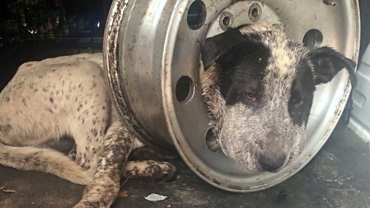 Illustration : "Coincé pendant 5 jours dans une jante de voiture: le calvaire d'un chien prend fin grâce à l'opération salutaire des vétérinaires"