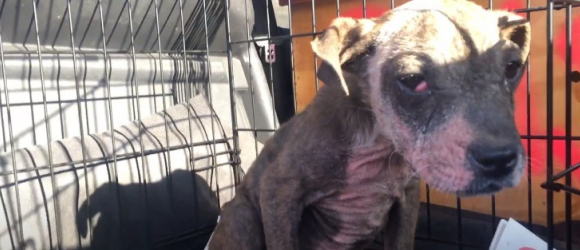 Illustration : "Secouru alors qu'il allait abandonner, découvrez l'incroyable transformation de ce chien qui peinait à se maintenir en vie ! (Vidéo)"