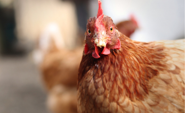 Illustration : "Quelles questions se poser avant d'adopter des poules ?"