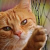 Illustration : La Fondation 30 Millions d'Amis sauve un chat, un chien et un poney livrés à eux-mêmes pendant 10 jours 