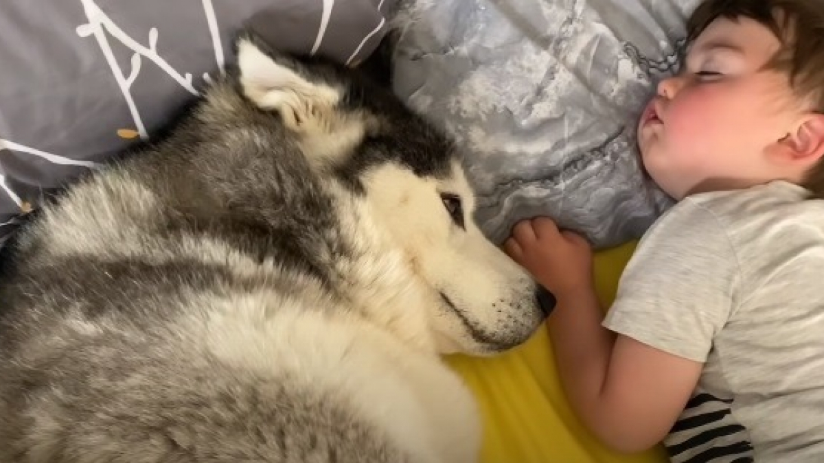 Illustration : "L'adorable technique de ce Husky pour réveiller son petit frère quand il veut jouer (Vidéo)"
