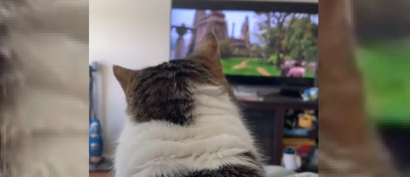Illustration : "Grande fan du 7e art, cette chatte est prête à tout pour regarder un film en compagnie de ses maîtres "