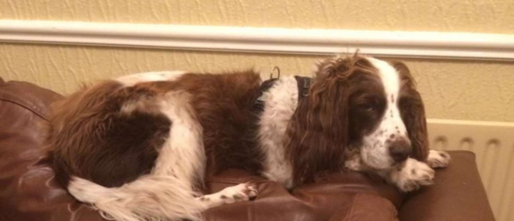 Illustration : "Ému par la volonté de son chien, un propriétaire inquiet décide de passer chaque nuit à ses côtés"