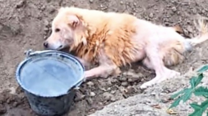 Illustration : Une chienne abandonnée sur le bord de la route, car malade, obtient une deuxième chance grâce aux soins prodigués par des bénévoles