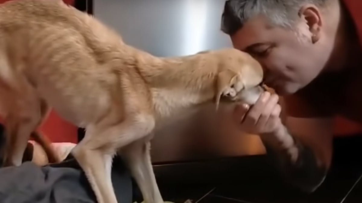 Illustration : "Secouru sur le bord de la route, ce chien errant et squelettique trouve la force de remercier son sauveteur malgré son état (Vidéo)"