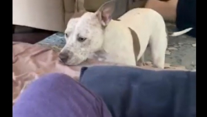 Illustration : "Cette chienne rusée a une technique imparable lorsqu'il s'agit d'avoir la meilleure place dans le canapé (Vidéo)"