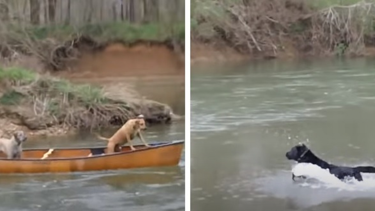 Illustration : "Un Labrador se jette à l'eau pour venir en aide à deux congénères coincés sur un kayak "