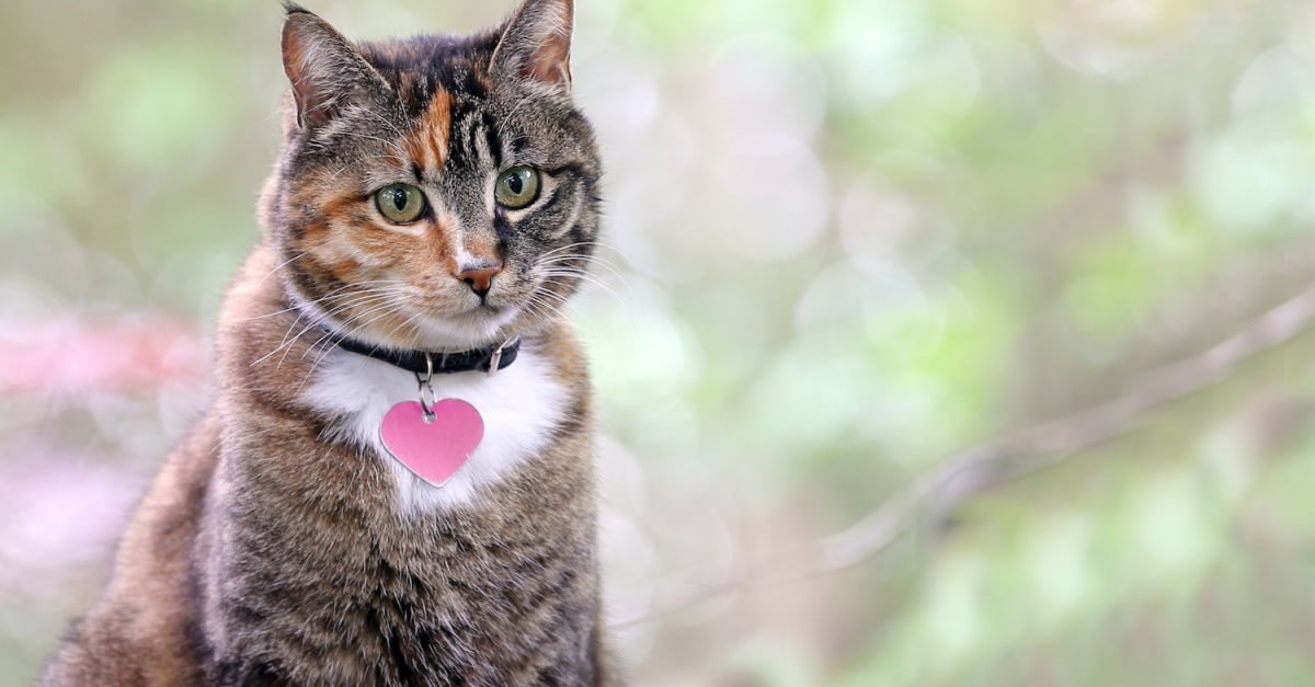 Les Meilleurs Noms En S Pour Un Chat En 21