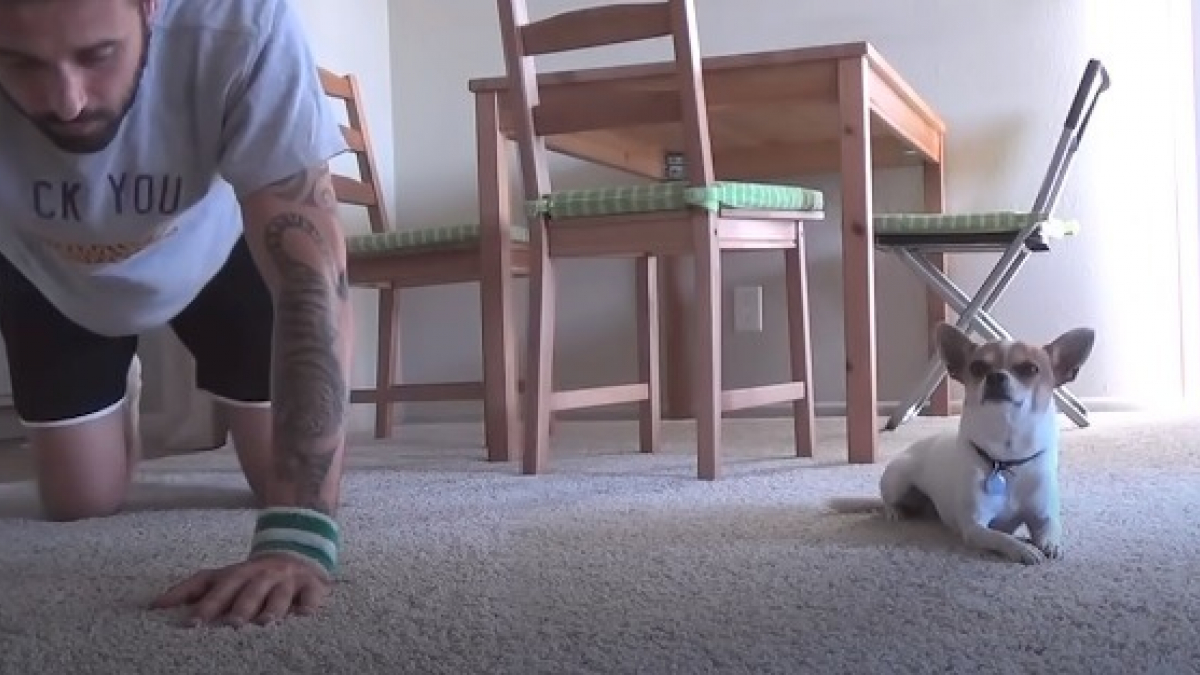 Illustration : "Un Chihuahua acrobate surprend son propriétaire en exécutant toutes les postures de yoga qu'il connaît (Vidéo)"