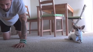 Illustration : "Un Chihuahua acrobate surprend son propriétaire en exécutant toutes les postures de yoga qu'il connaît (Vidéo)"