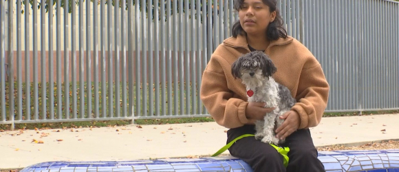 Illustration : "L'incroyable mobilisation des internautes pour sauver le chien malade d'une adolescente de 13 ans "