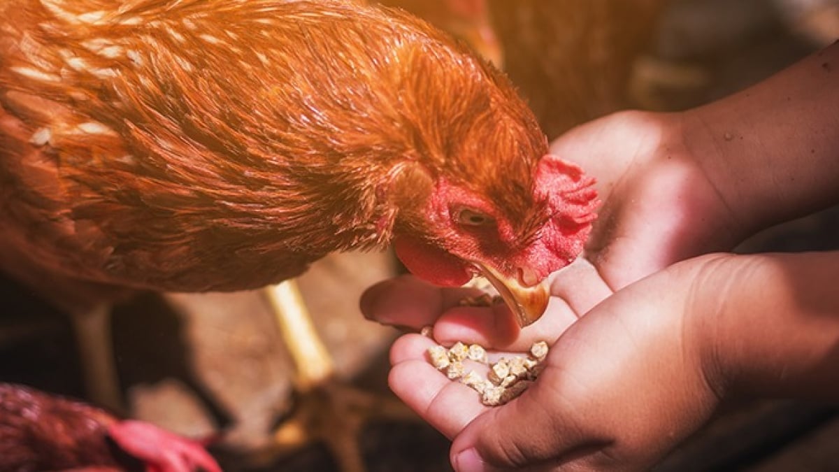 Quelle ration de graines par jour pour une poule pondeuse ?  Poule  pondeuse, Alimentation poule, Alimentation poule pondeuse