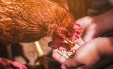 Illustration : "Comment nourrir une poule ?"