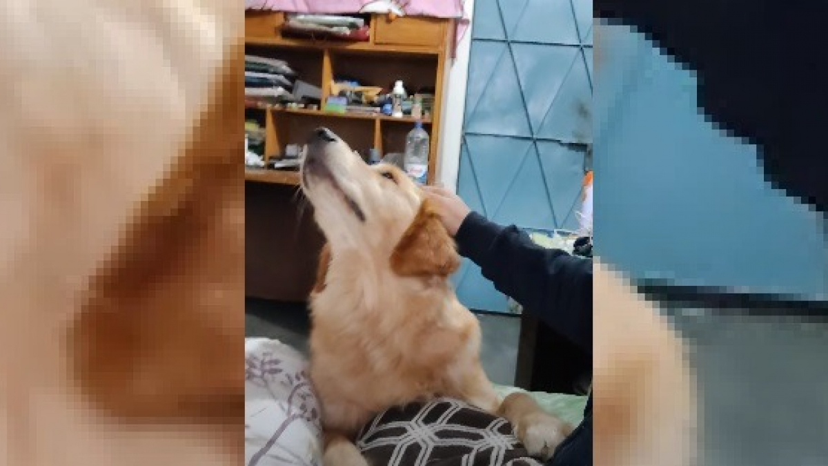 Illustration : "L'adorable technique de ce chien pour obtenir ce qu'il veut de son propriétaire (Vidéo)"