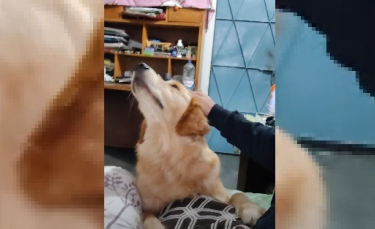 Illustration : "L'adorable technique de ce chien pour obtenir ce qu'il veut de son propriétaire (Vidéo)"