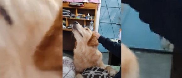 Illustration : "L'adorable technique de ce chien pour obtenir ce qu'il veut de son propriétaire (Vidéo)"