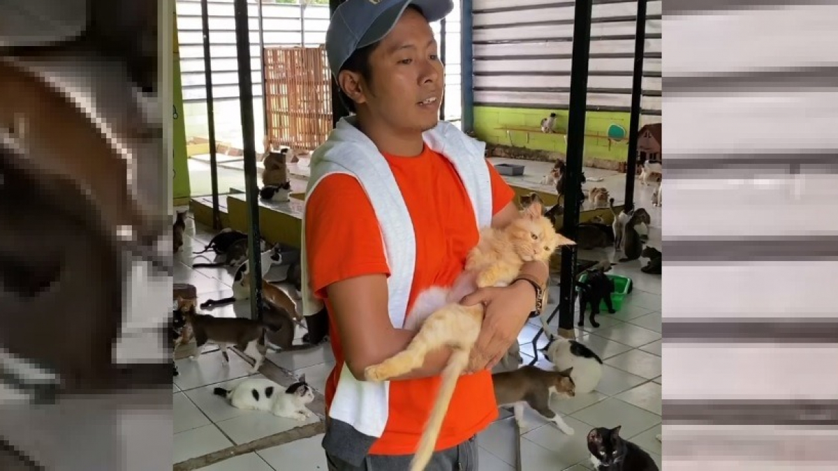 Illustration : "En Indonésie, cet homme vit avec plus de 480 chats errants qu'il accueille et dont il prend soin au quotidien"