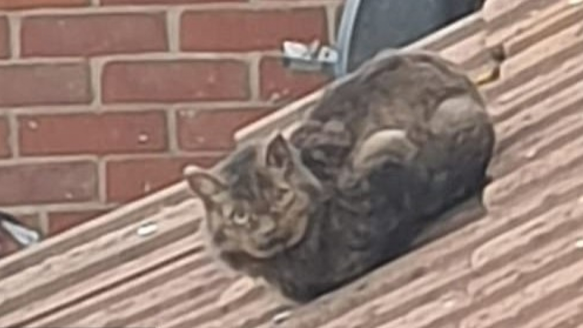 Illustration : "Une famille retrouve son chat sur le toit de ses voisins, 5 jours après l'explosion de son foyer"