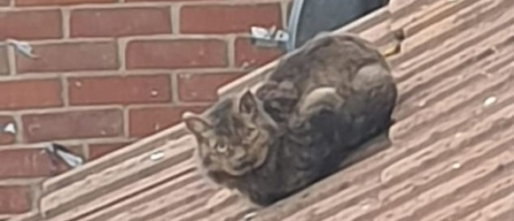 Illustration : "Une famille retrouve son chat sur le toit de ses voisins, 5 jours après l'explosion de son foyer"