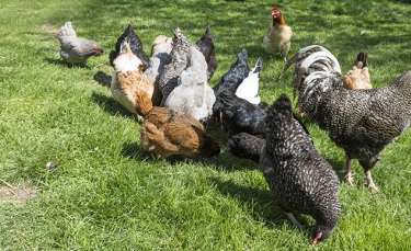 Illustration : "La hiérarchie chez les poules"