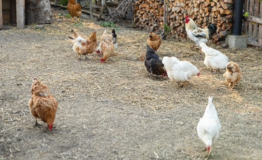 Illustration : "Les maladies fréquentes chez les poules"