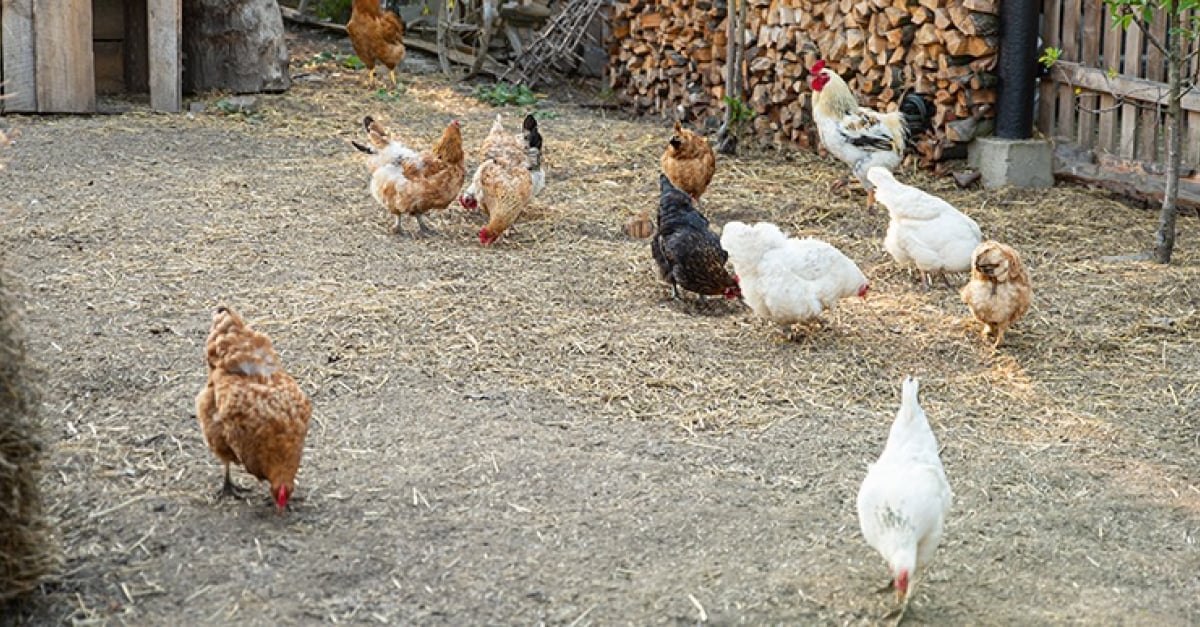 Les maladies fréquentes chez les poules : reconnaître les
